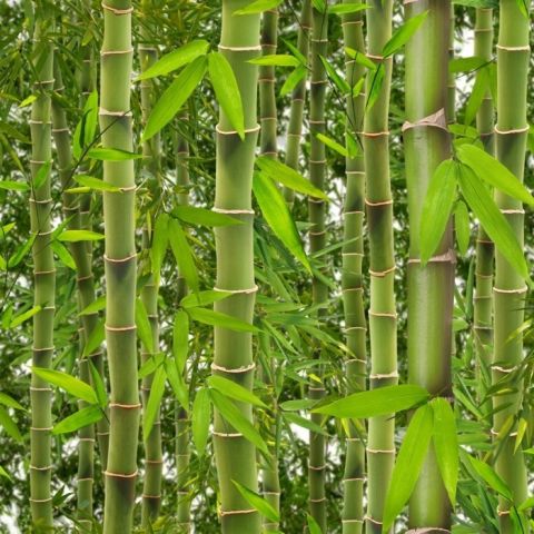 Bamboo wallpaper